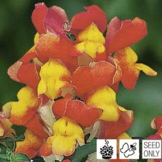 Antirrhinum majus LEO F1 Bicolor Yellow