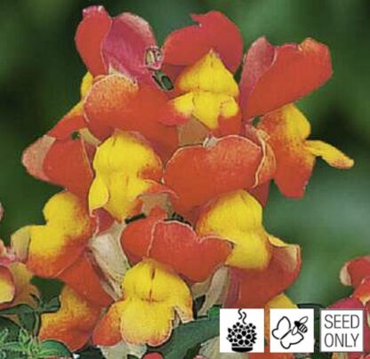 Antirrhinum majus LEO F1 Bicolor Yellow