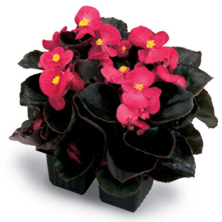 Begonia Nightlife Deep Rose