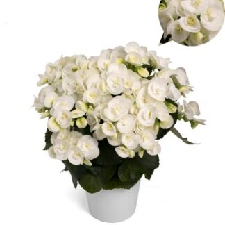 Begonia Elatior White Netja - roosbegoonia