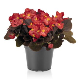 Begonia Nightlife Red