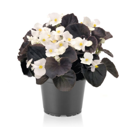 Begonia Nightlife White