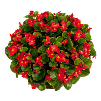 Begonia x Semperflorens Ambassador Scarlet