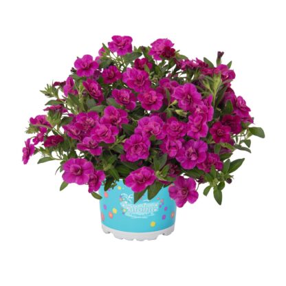 Calibrachoa Aloha Double Purple - Image 2