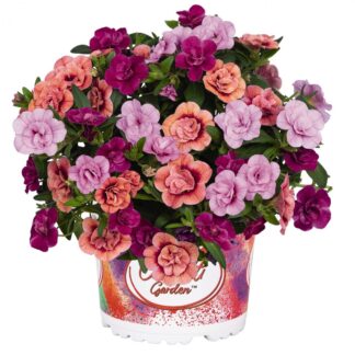 Calibrachoa Confetty Garden My Color Clash