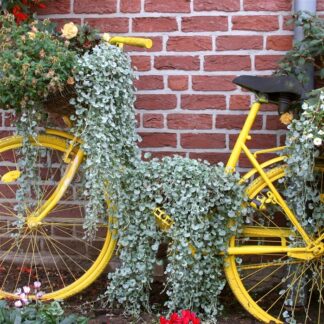 Dichondra Argentea Silver Falls