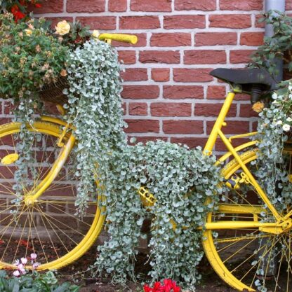 Dichondra Argentea Silver Falls