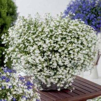 Lobeelia Erinus Laura® White