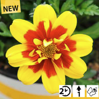 Feerulalehine Ruse Bidens FERULIFOLIA Taka Tuka®S Double Yellow Red Center