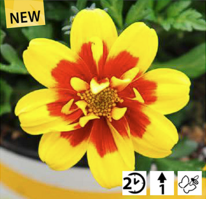 Feerulalehine Ruse Bidens FERULIFOLIA Taka Tuka®S Double Yellow Red Center