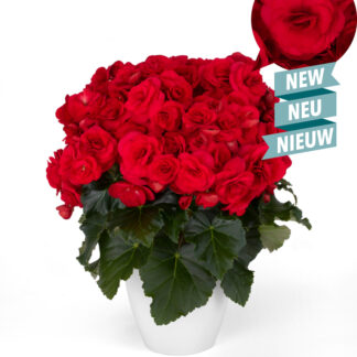 Begonia Elatior  HALO ROOSBEGOONIA