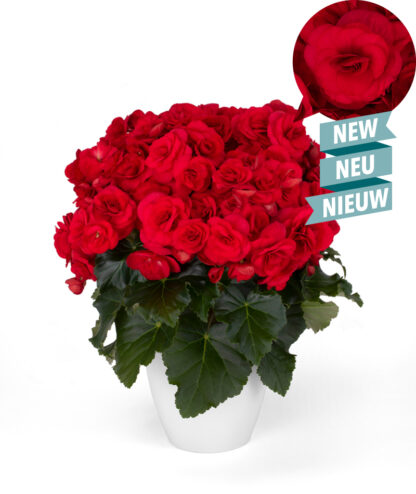 Begonia Elatior  HALO ROOSBEGOONIA
