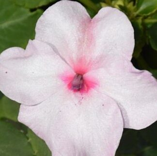 Balsamiin ehk virk-liisu- Impatiens Walleriana Campos Bright Eyes