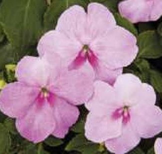 Balsamiin ehk virk-liisu- Impatiens Walleriana Campos Lavender