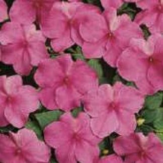 Balsamiin ehk virk-liisu- Impatiens Walleriana Campos Pink