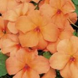 Balsamiin ehk virk-liisu- Impatiens Walleriana Campos Salmon
