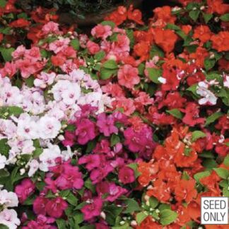 Balsamiin ehk virk-liisu- Impatiens Walleriana Rosaly F1 Mix