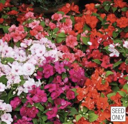 Balsamiin ehk virk-liisu- Impatiens Walleriana Rosaly F1 Mix