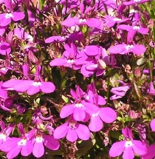 Lobeelia Erinus Laura® Purple