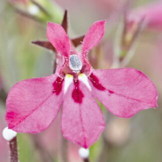 Lobeelia Erinus Laura® Red