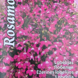Lobeelia Rosamond