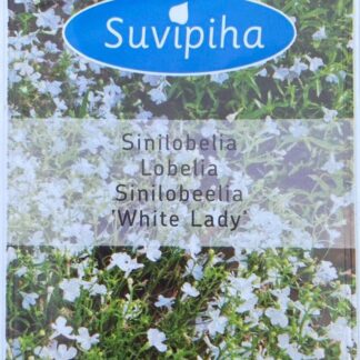 Lobelia Erinus Sinilobeelia White Lady