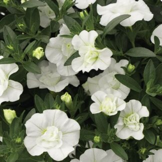 Aed-puispetuunia MiniFamous Neo Double White Elegance