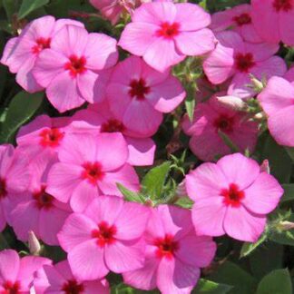 Padjandfloks Phlox cultivars sel®Gisele® Pink