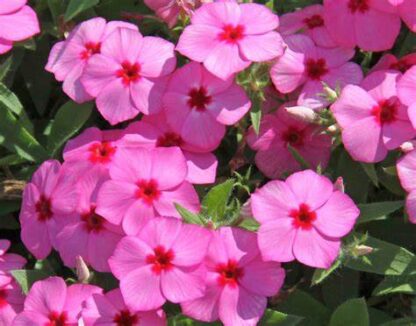 Padjandfloks Phlox cultivars sel®Gisele® Pink