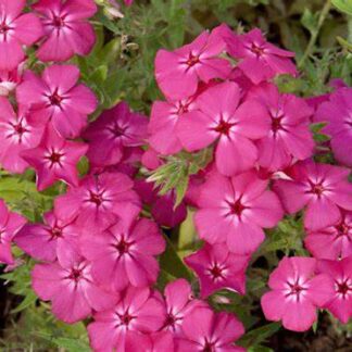 Padjandfloks Phlox cultivars sel®Gisele® Hot Pink