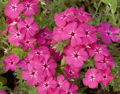 Padjandfloks Phlox cultivars sel®Gisele® Hot Pink