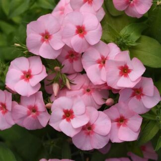 Padjandfloks Phlox cultivars sel®Gisele® Light Pink