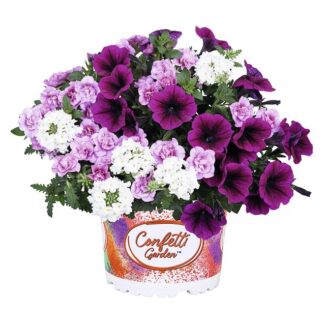 Confetti Garden® Plum Cake