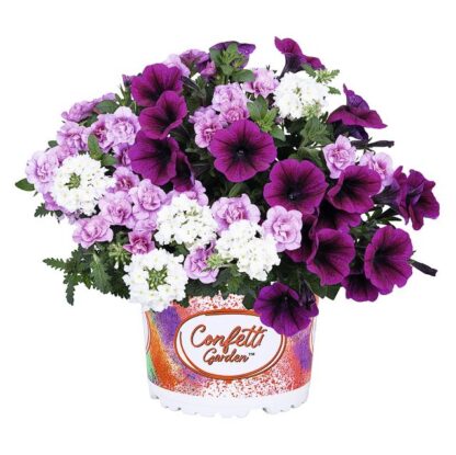 Confetti Garden® Plum Cake