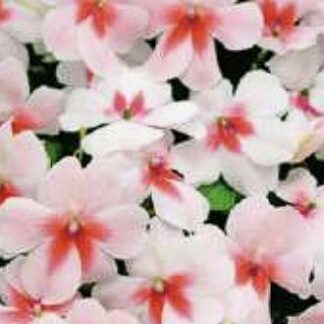 Balsamiin ehk virk-liisu- Impatiens Walleriana Campos Rose Splash