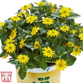 Sanvitaalia Solaris® Compact