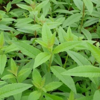 Sidrunaloisia Freshman