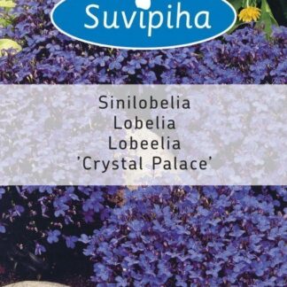 Lobeelia Sinilobelia Crystal Palace