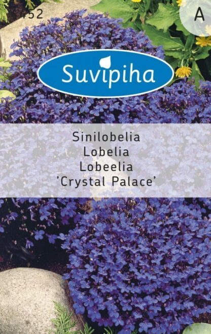 Lobeelia Sinilobelia Crystal Palace