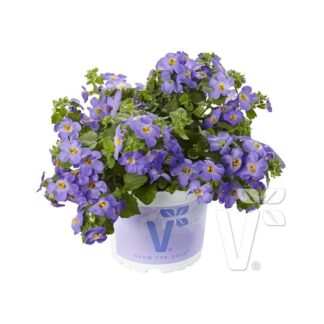Sutera Diffusus (Bacopa) Baristo® Giga Blue