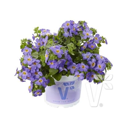Sutera Diffusus (Bacopa) Baristo® Giga Blue