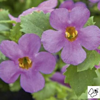 Sutera Diffusus (Bacopa) Baristo® Giga Rose