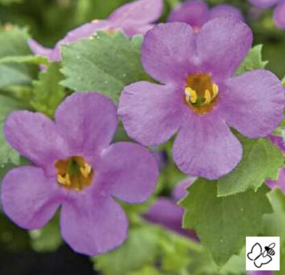Sutera Diffusus (Bacopa) Baristo® Giga Rose