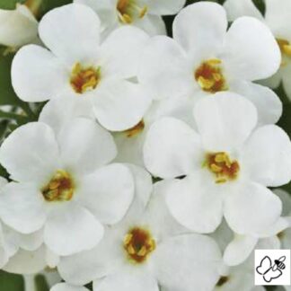 Sutera Diffusus (Bacopa) Baristo® Giga White