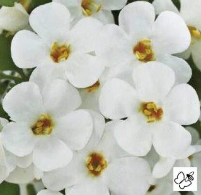 Sutera Diffusus (Bacopa) Baristo® Giga White