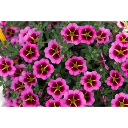 Calibrachoa Tik Tok® Rose - Image 3