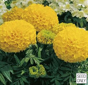 PEIULILL Tagetes x erecta Antigua F1 Gold