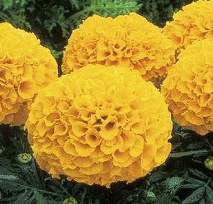 PEIULILL Tagetes x erecta Antigua F1 Orange