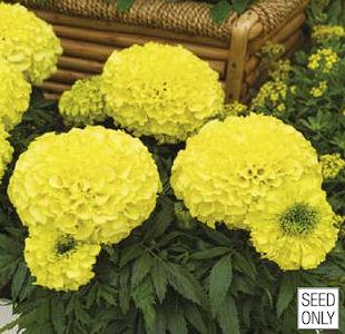PEIULILL Tagetes x erecta Antigua F1 Primrose