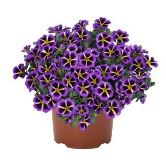 Calibrachoa Tik Tok® Blue